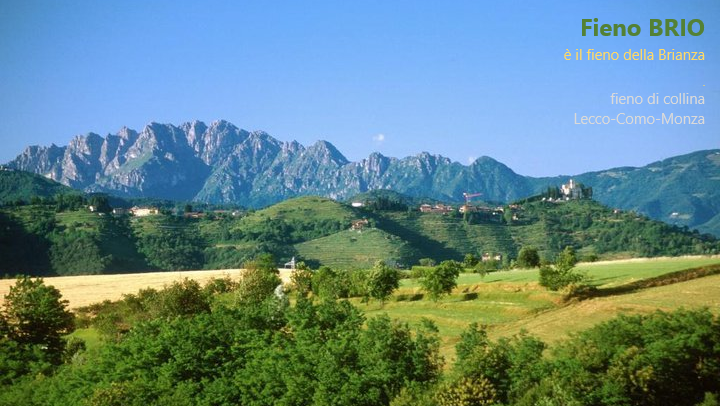 Il Fieno Polifita Naturale per Conigli