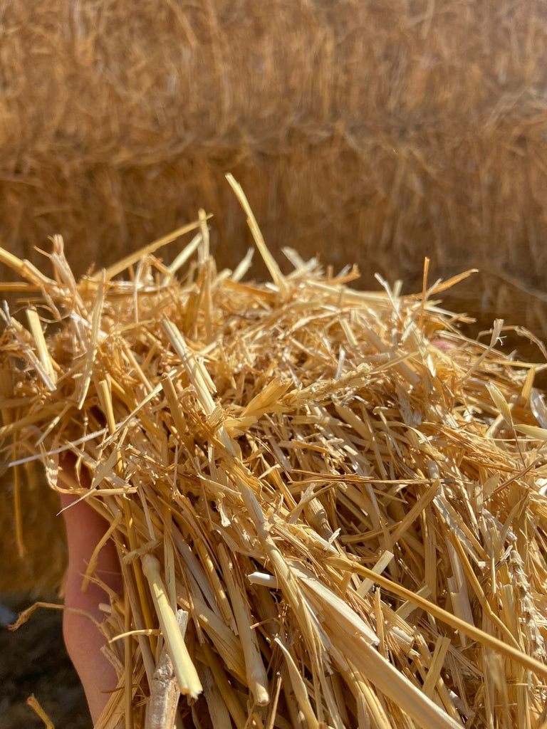 Come Scegliere la Paglia Giusta per la Tua Tartaruga di Terra: Guida all'Acquisto