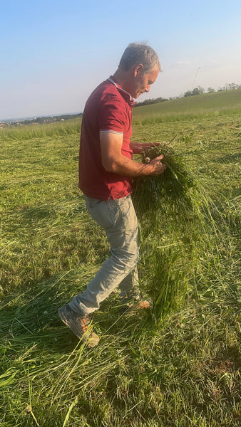 Prati stabili della Casati Farm in Brianza